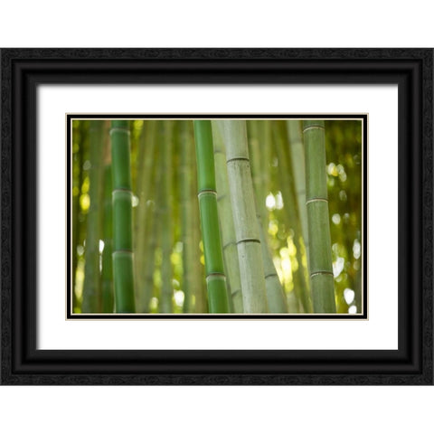 Bamboo and Bokeh II Black Ornate Wood Framed Art Print with Double Matting by Berzel, Erin