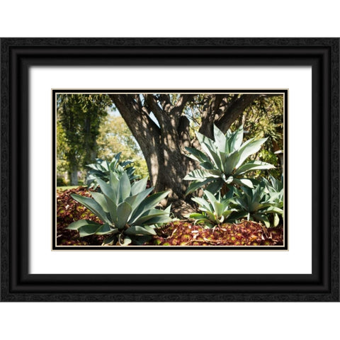 Agave I Black Ornate Wood Framed Art Print with Double Matting by Berzel, Erin
