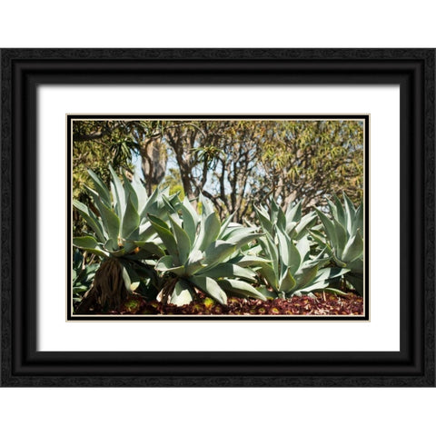 Agave II Black Ornate Wood Framed Art Print with Double Matting by Berzel, Erin