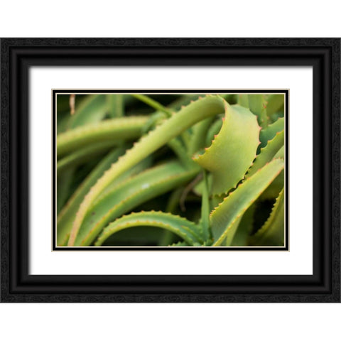 Aloe II Black Ornate Wood Framed Art Print with Double Matting by Berzel, Erin