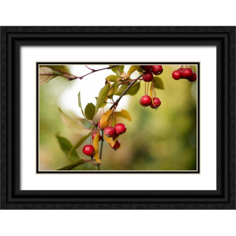 Red Berries I Black Ornate Wood Framed Art Print with Double Matting by Berzel, Erin