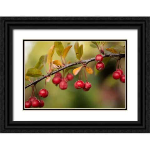 Red Berries II Black Ornate Wood Framed Art Print with Double Matting by Berzel, Erin