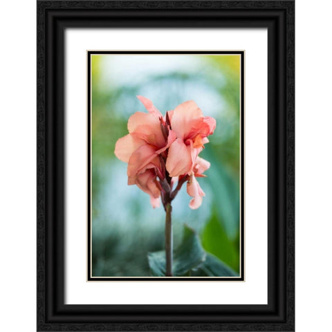 Pink Bloom I Black Ornate Wood Framed Art Print with Double Matting by Berzel, Erin