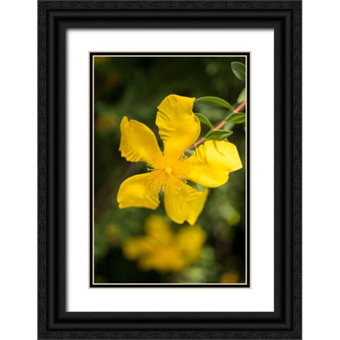 Yellow Blossom Black Ornate Wood Framed Art Print with Double Matting by Berzel, Erin