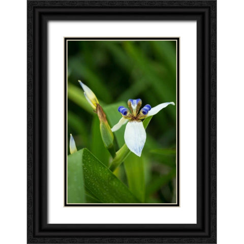 Iris in Bloom Black Ornate Wood Framed Art Print with Double Matting by Berzel, Erin