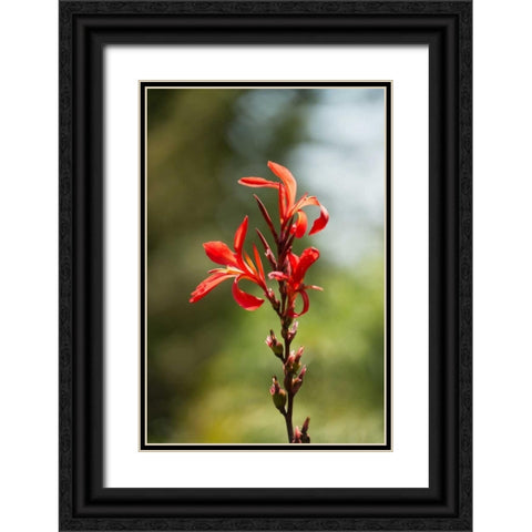 Red Bloom Black Ornate Wood Framed Art Print with Double Matting by Berzel, Erin