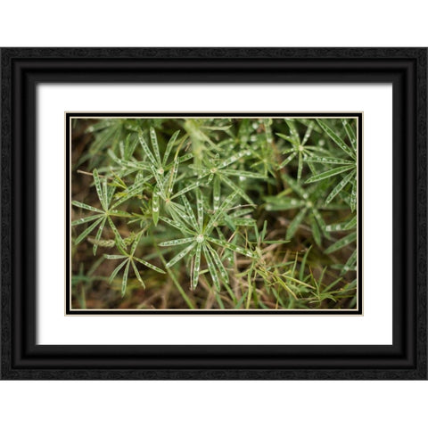 Leaves with Dew Black Ornate Wood Framed Art Print with Double Matting by Berzel, Erin