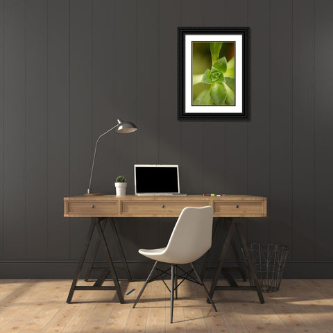 Succulent Detail I Black Ornate Wood Framed Art Print with Double Matting by Berzel, Erin