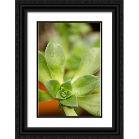 Succulent Detail II Black Ornate Wood Framed Art Print with Double Matting by Berzel, Erin
