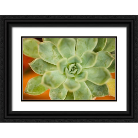 Macro Succulent I Black Ornate Wood Framed Art Print with Double Matting by Berzel, Erin