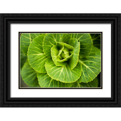 Cabbage Detail Black Ornate Wood Framed Art Print with Double Matting by Berzel, Erin
