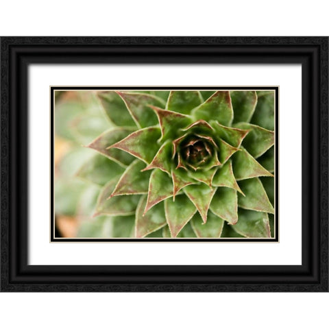 Sempervivum Succulent I Black Ornate Wood Framed Art Print with Double Matting by Berzel, Erin