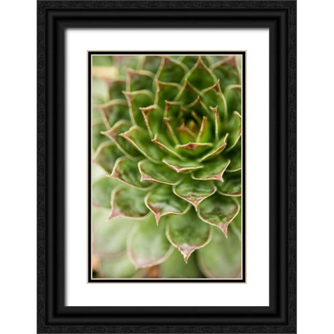 Sempervivum Succulent III Black Ornate Wood Framed Art Print with Double Matting by Berzel, Erin