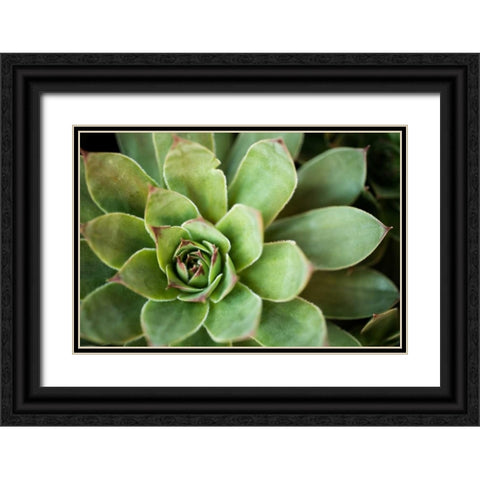 Sempervivum Rupicolum I Black Ornate Wood Framed Art Print with Double Matting by Berzel, Erin