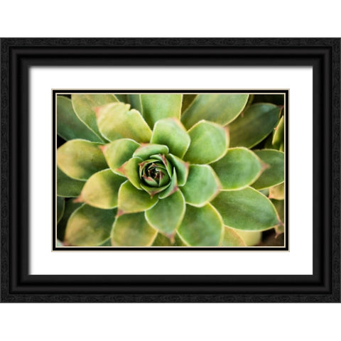 Sempervivum Rupicolum III Black Ornate Wood Framed Art Print with Double Matting by Berzel, Erin