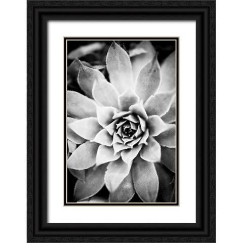 Monochrome Succulent I Black Ornate Wood Framed Art Print with Double Matting by Berzel, Erin
