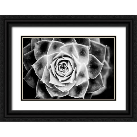 Monochrome Succulent III Black Ornate Wood Framed Art Print with Double Matting by Berzel, Erin