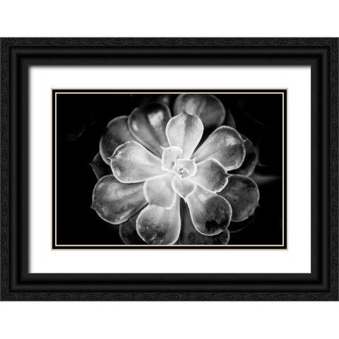 Monochrome Succulent VI Black Ornate Wood Framed Art Print with Double Matting by Berzel, Erin