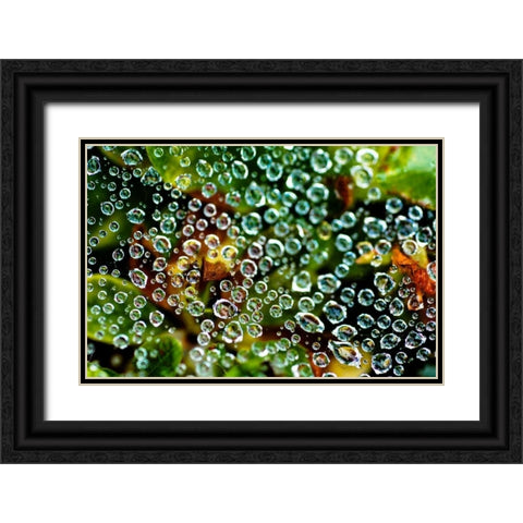 Spider Web Dew I Black Ornate Wood Framed Art Print with Double Matting by Berzel, Erin