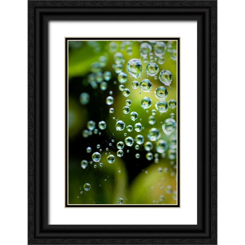 Suspended Dew II Black Ornate Wood Framed Art Print with Double Matting by Berzel, Erin