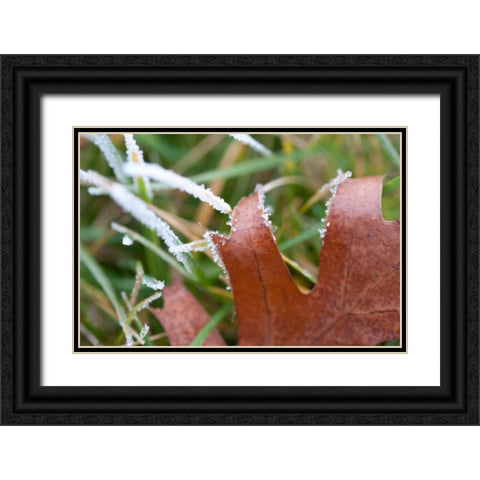 Morning Frost I Black Ornate Wood Framed Art Print with Double Matting by Berzel, Erin
