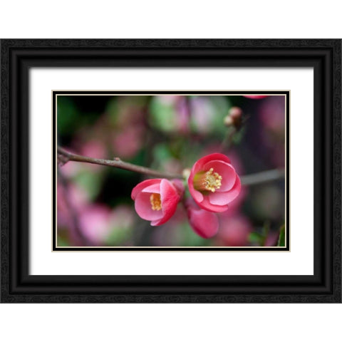 Pink Blossoms Black Ornate Wood Framed Art Print with Double Matting by Berzel, Erin