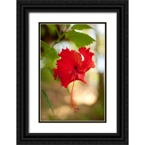 Red Hibiscus Black Ornate Wood Framed Art Print with Double Matting by Berzel, Erin