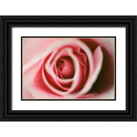Pink Rose Black Ornate Wood Framed Art Print with Double Matting by Berzel, Erin
