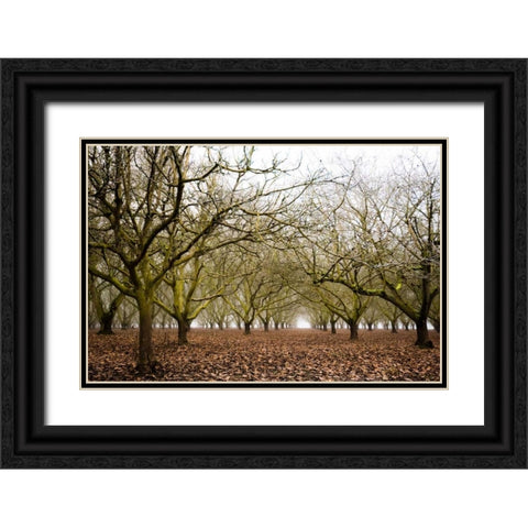 Hazel Tree Grove II Black Ornate Wood Framed Art Print with Double Matting by Berzel, Erin