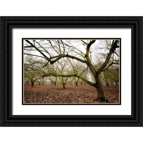 Hazel Tree Grove IV Black Ornate Wood Framed Art Print with Double Matting by Berzel, Erin