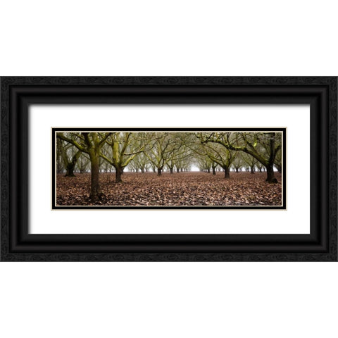 Hazel Tree Grove Pano I Black Ornate Wood Framed Art Print with Double Matting by Berzel, Erin