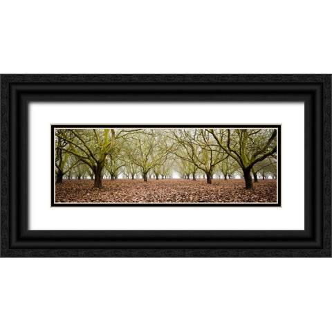 Hazel Tree Grove Pano II Black Ornate Wood Framed Art Print with Double Matting by Berzel, Erin