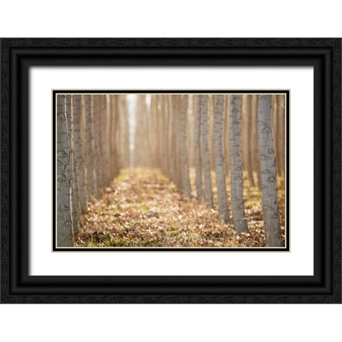 Pacific Albus I Black Ornate Wood Framed Art Print with Double Matting by Berzel, Erin