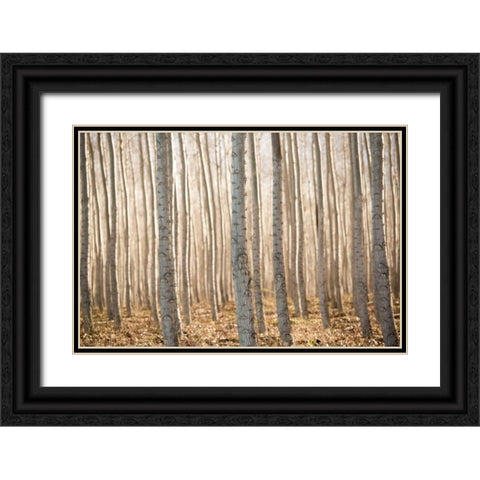 Pacific Albus II Black Ornate Wood Framed Art Print with Double Matting by Berzel, Erin