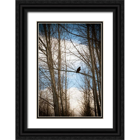 Hawk Silhouette Black Ornate Wood Framed Art Print with Double Matting by Berzel, Erin
