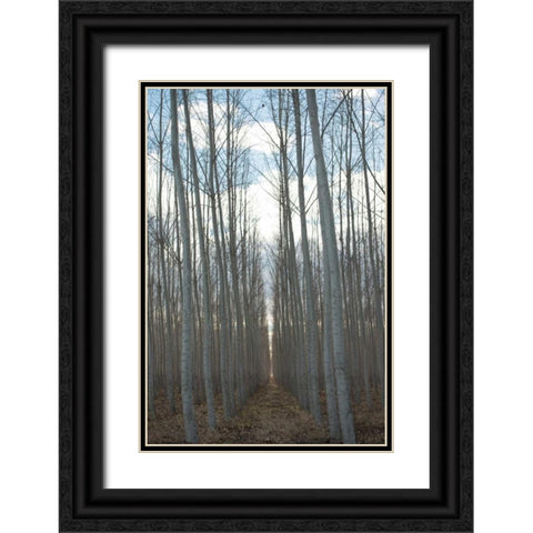 Pacific Albus Grove Black Ornate Wood Framed Art Print with Double Matting by Berzel, Erin