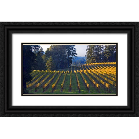 Golden Rows III Black Ornate Wood Framed Art Print with Double Matting by Crane, Rita