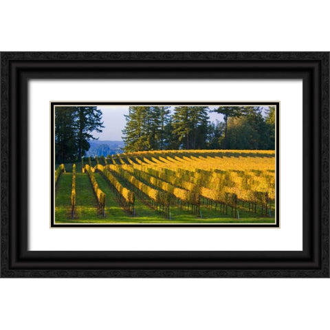 Golden Rows IV Black Ornate Wood Framed Art Print with Double Matting by Crane, Rita