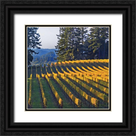 Golden Rows VI Black Ornate Wood Framed Art Print with Double Matting by Crane, Rita