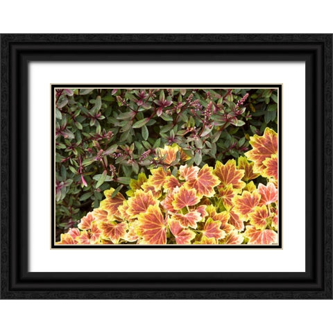 Garden Glimpse IX Black Ornate Wood Framed Art Print with Double Matting by Crane, Rita