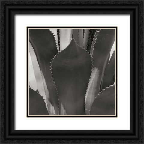 Agave II Black Ornate Wood Framed Art Print with Double Matting by Crane, Rita