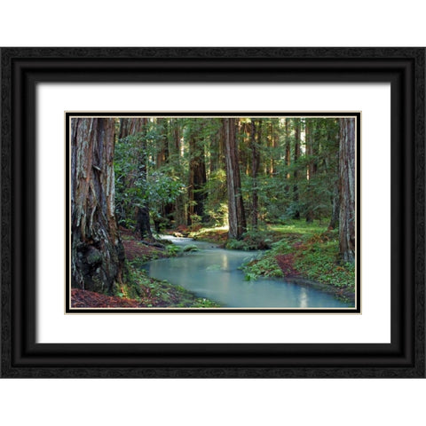 Redwood Forest I Black Ornate Wood Framed Art Print with Double Matting by Crane, Rita