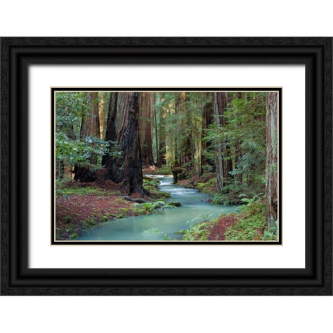 Redwood Forest II Black Ornate Wood Framed Art Print with Double Matting by Crane, Rita
