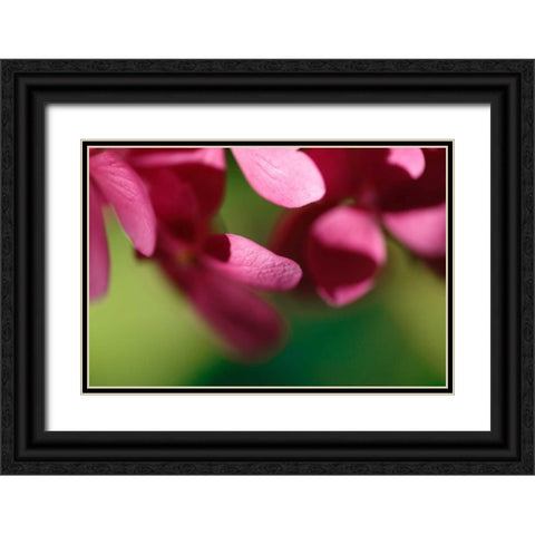 Pink Hydrangeas II Black Ornate Wood Framed Art Print with Double Matting by Crane, Rita