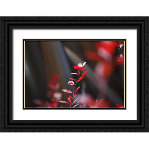 Red Grey Interplay I Black Ornate Wood Framed Art Print with Double Matting by Crane, Rita