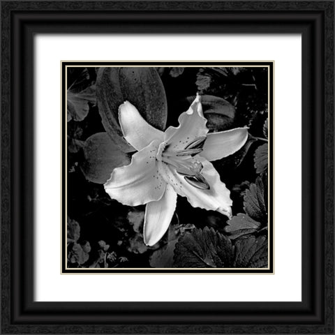 White Lily I Black Ornate Wood Framed Art Print with Double Matting by Crane, Rita