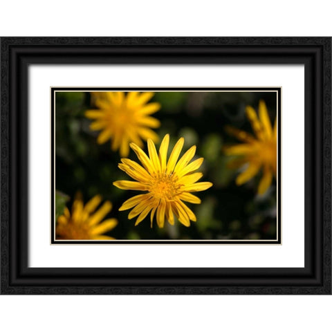 Celebration I Black Ornate Wood Framed Art Print with Double Matting by Crane, Rita