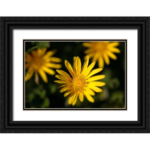 Celebration II Black Ornate Wood Framed Art Print with Double Matting by Crane, Rita