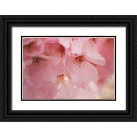 Cherry Blossoms I Black Ornate Wood Framed Art Print with Double Matting by Crane, Rita