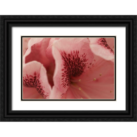 Tender Petals II Black Ornate Wood Framed Art Print with Double Matting by Crane, Rita